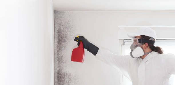 Best HVAC Mold Remediation in Little Ferry, NJ