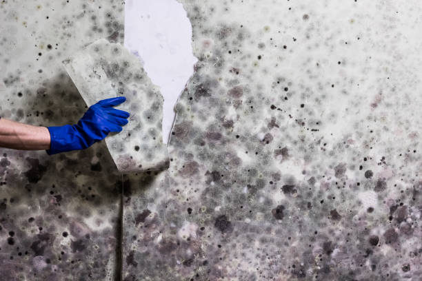 Best Residential Mold Remediation in Little Ferry, NJ